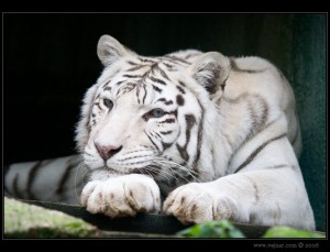 Tygr Bílý